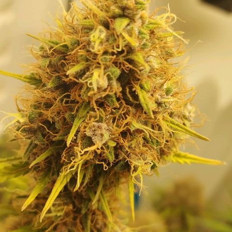 Critical growlog timeline photo