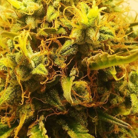 Critical growlog timeline photo