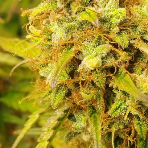 Critical growlog timeline photo