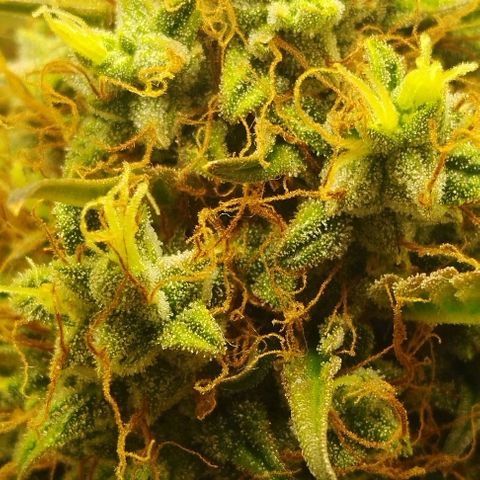 Critical growlog timeline photo