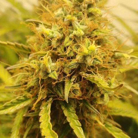 Critical growlog timeline photo