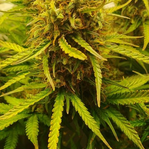 Critical growlog timeline photo