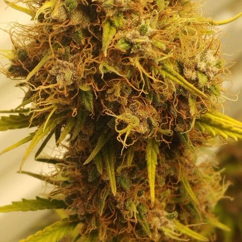 Critical growlog timeline photo