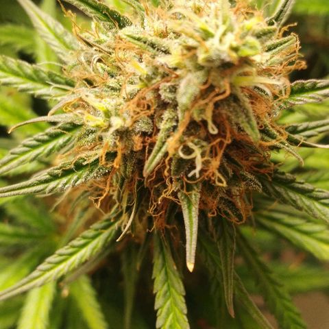 Critical growlog timeline photo