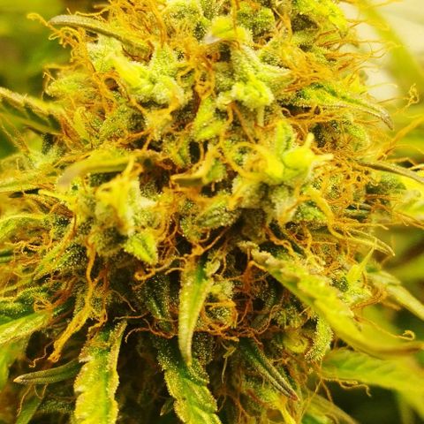 Critical growlog timeline photo