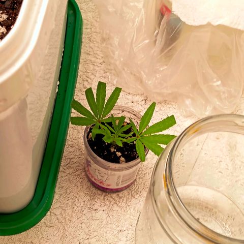 Mikasa gen 3 growlog photo: This is her 4th day and im starting to remove the jar for a few minutes a day...