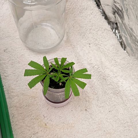 Mikasa gen 3 growlog photo: Since my room RH is already high enough, im starting to remove the jar for a whole day and only put it on at night.