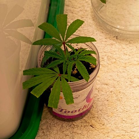 Mikasa gen 3 growlog photo: Still no roots at day 12, but she still looks fine. Even after i stressed her a couple of times by leaveing the humidity dome off for too long...