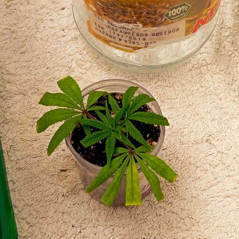 Mikasa gen 3 growlog photo: The big leaves are yellowing, but i think the center growth is getting biger. Still no roots though...
