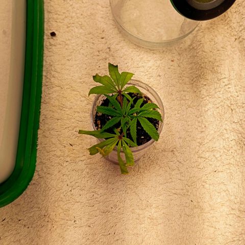Mikasa gen 3 growlog photo: Still no visible roots and the big leaves are dying, but the upper growth is good and i think it's growing slowly.