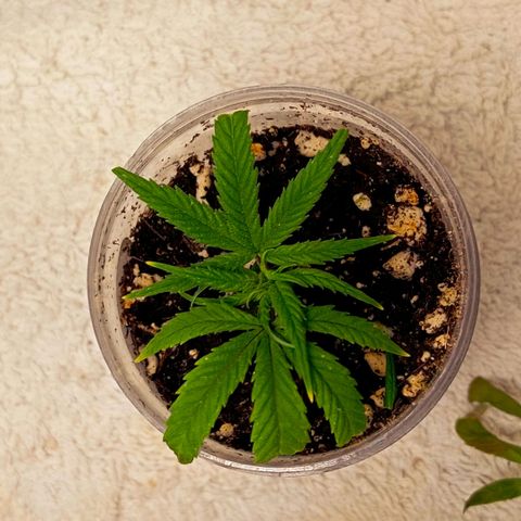 Mikasa gen 3 growlog photo: I removed this two, cuz they started to smell bad.