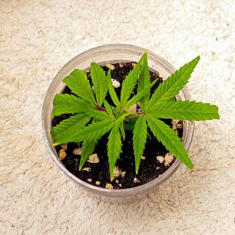 Mikasa gen 3 growlog photo: Today i can totally say that the clone will live! The center growth is really growing and the whole plant looks more vibrant! Still no visible roots though, but im sure they will show up the next few days...