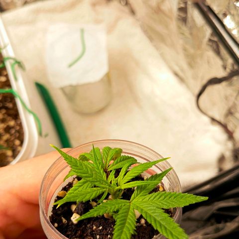 Mikasa gen 3 growlog photo: Today i can totally say that the clone will live! The center growth is really growing and the whole plant looks more vibrant! Still no visible roots though, but im sure they will show up the next few days...