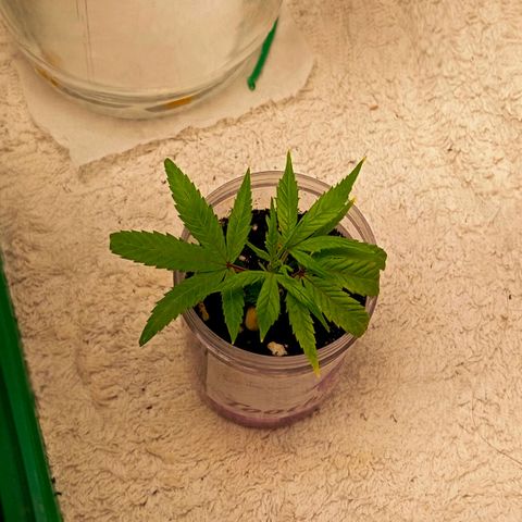 Mikasa gen 3 growlog timeline photo