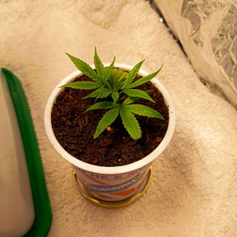 Mikasa gen 3 growlog photo: She came out really hard from the old container so she will definitely be stressed, but i think she will survive...