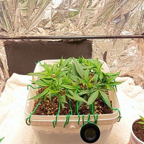 Mikasa gen 3 growlog timeline photo