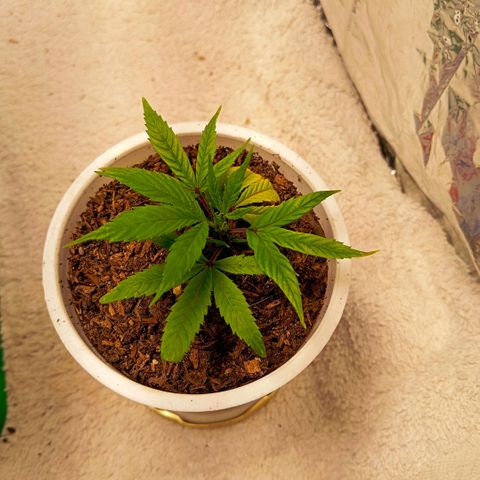 Mikasa gen 3 growlog timeline photo