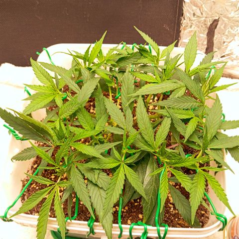Mikasa gen 3 growlog timeline photo