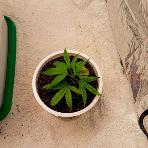 Mikasa gen 3 growlog photo: Watered with small runoff 