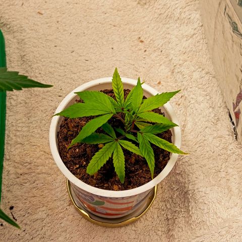 Mikasa gen 3 growlog photo: I think this little one doesn't like the ph of the last watering, but i dont mind stunting her, since i dont even have enough room for now...