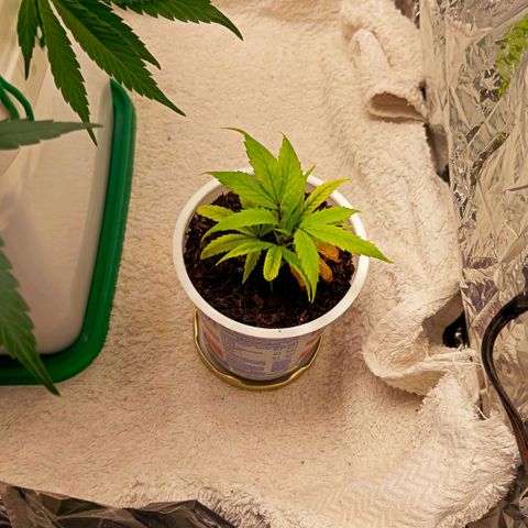 Mikasa gen 3 growlog photo: Gave her a little nitrogen