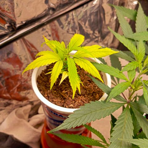 Mikasa gen 3 growlog timeline photo