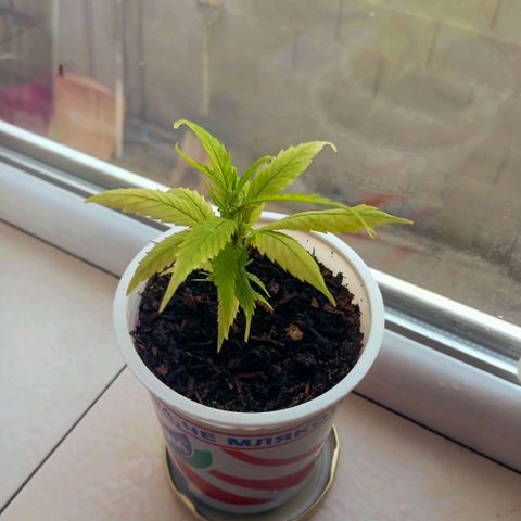 Mikasa gen 3 growlog timeline photo