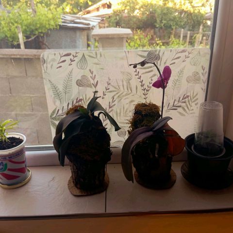 Mikasa gen 3 growlog photo: Windowsill cannabis + orchids setup🌸🥦