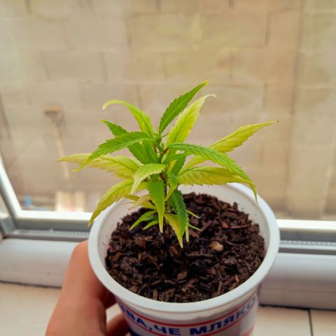 Mikasa gen 3 growlog photo: This gyal is stressed, but i think she'll live