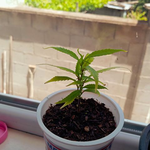 Mikasa gen 3 growlog timeline photo