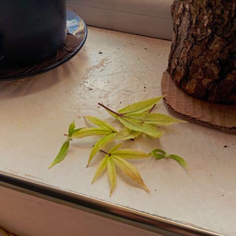 Mikasa gen 3 growlog timeline photo