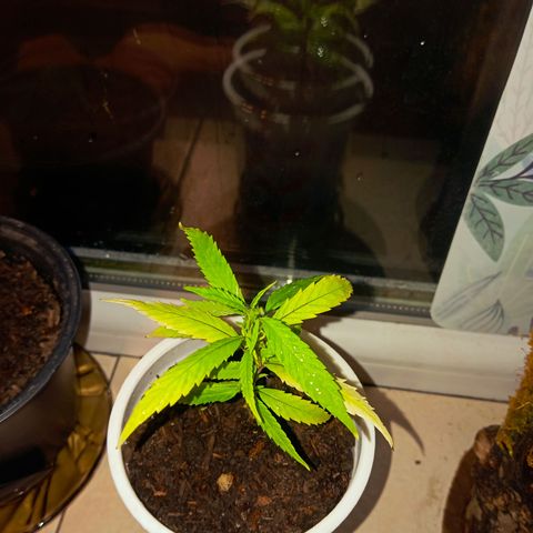 Mikasa gen 3 growlog timeline photo