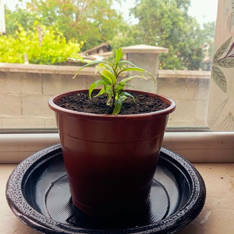 Mikasa gen 3 growlog timeline photo