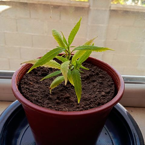 Mikasa gen 3 growlog timeline photo
