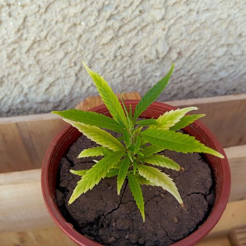 Mikasa gen 3 growlog timeline photo