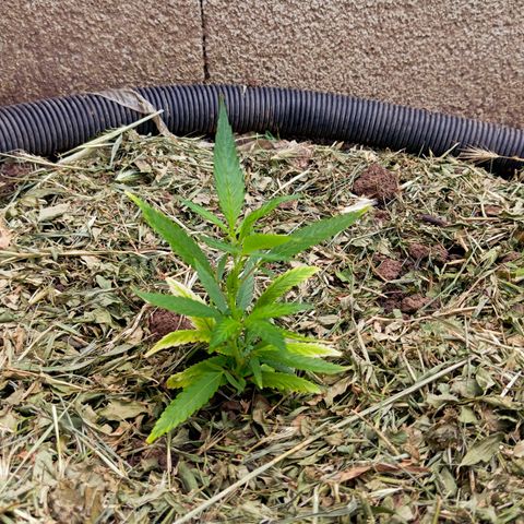 Mikasa gen 3 growlog photo: She's happy outside
