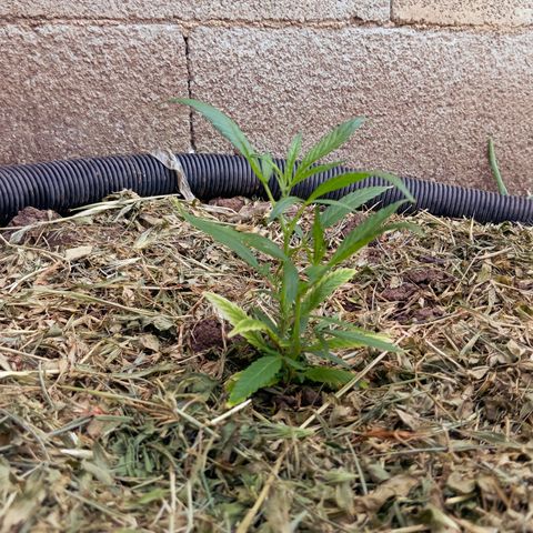 Mikasa gen 3 growlog timeline photo