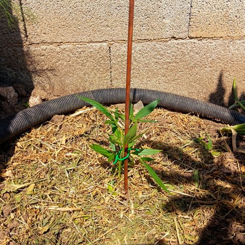 Mikasa gen 3 growlog timeline photo