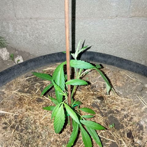 Mikasa gen 3 growlog timeline photo