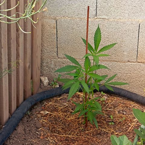 Mikasa gen 3 growlog timeline photo