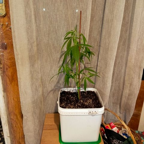Mikasa gen 3 growlog timeline photo