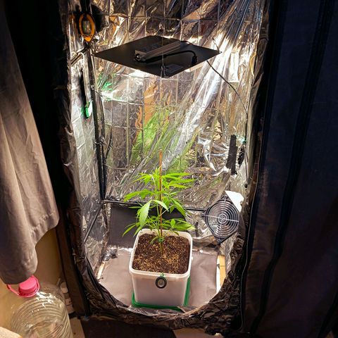 Mikasa gen 3 growlog timeline photo