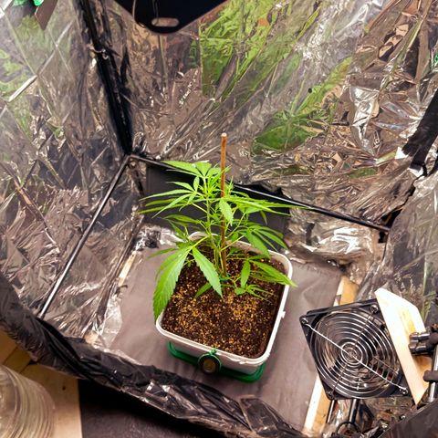 Mikasa gen 3 growlog timeline photo