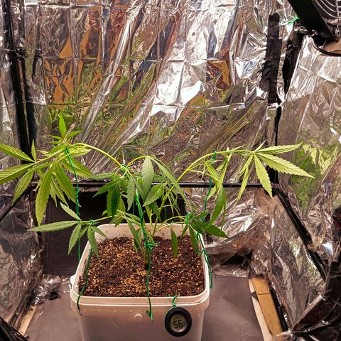 Mikasa gen 3 growlog timeline photo