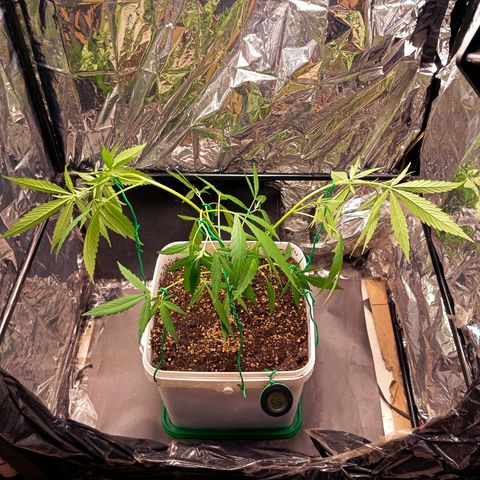Mikasa gen 3 growlog timeline photo