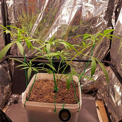 Mikasa gen 3 growlog timeline photo