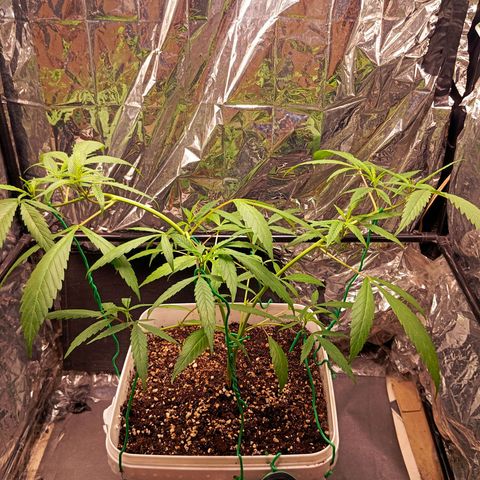 Mikasa gen 3 growlog timeline photo