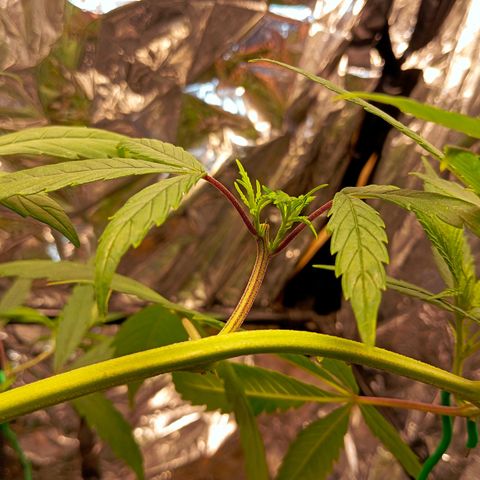 Mikasa gen 3 growlog timeline photo