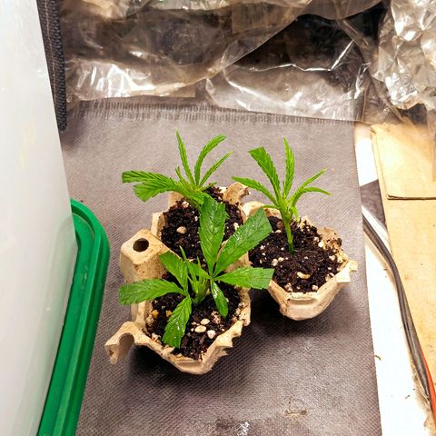Mikasa gen 3 growlog timeline photo