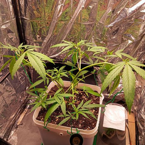 Mikasa gen 3 growlog timeline photo